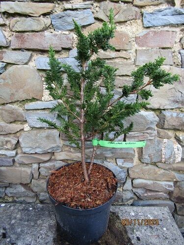 Chamaecyparis lawsoniana wisellii 55-60cm