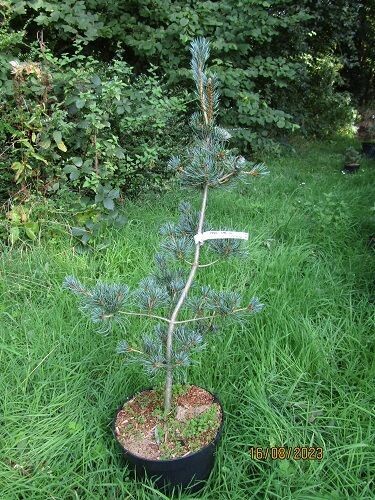 Pinus parviflora san bo 7.5L 65-70cm