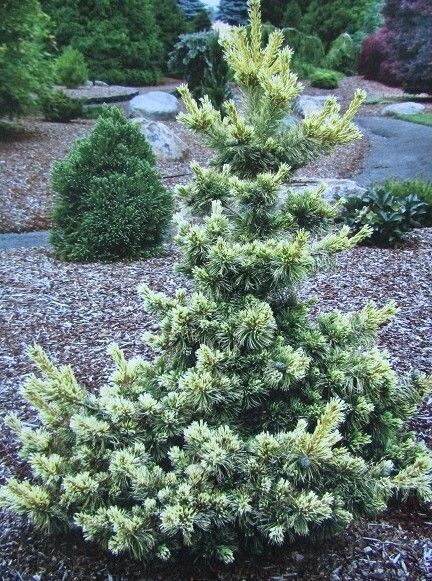 Pinus parviflora tenysu-kazu(syn. ~dr Landis/goldilocks) 9.5L 50-55x60cm EXACT ITEM ADD' PHOTO