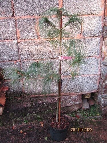 Pinus armandii  100-115cm br, pot grown first