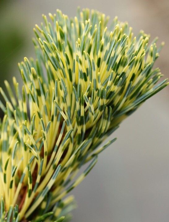 Pinus parviflora fukai 12L 90-100cm EXACT ITEM OFFER