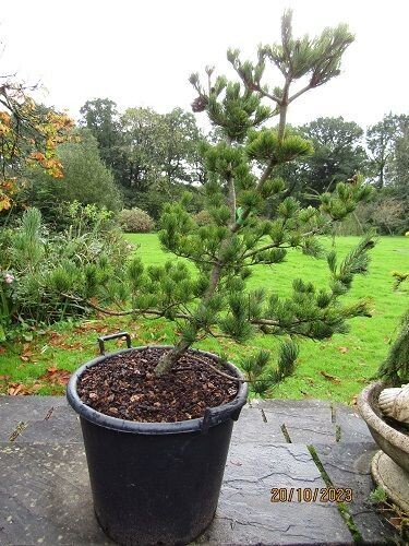 Pinus parviflora mai-tsuzumi 50L 85-95x100cm 25yr specimen EXACT ITEM OFFER