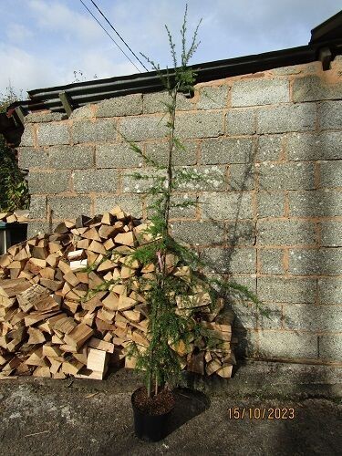 Tsuga heterophylla 10: 235-245cm
