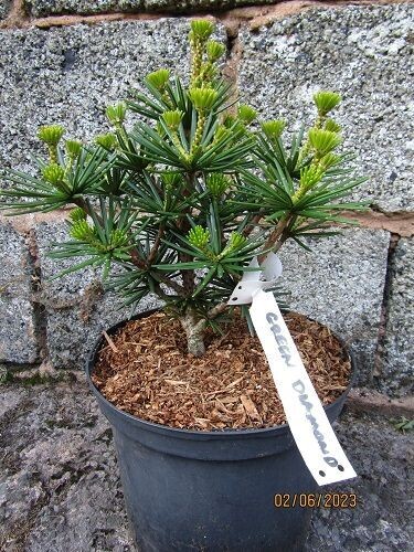 Sciadopitys verticillata green diamond 5L 25-30cm