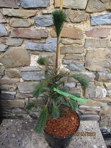 Pinus lambertiana mt baden powell 5L 54-60cm EXACT ITEM OFFER