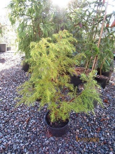 Cryptomeria japonica elegens viridis 60-70cm EXACT ITEM OFFER
