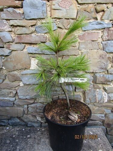 Pinus strobus louie 7.5L 49 cm EXACT ITEM OFFER