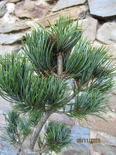 Pinus parviflora  ama no gawa 10L 70-75cm EXACT ITEM OFFER