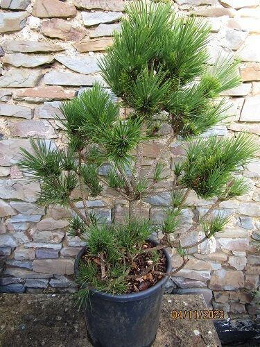 Pinus thunbergii sayonara,  Japanese black pine, 15L  75-80x70cm EXACT ITEM OFFER