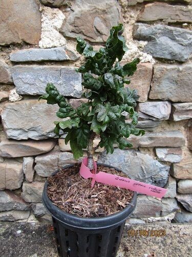quercus cerris curly head 25-30cm