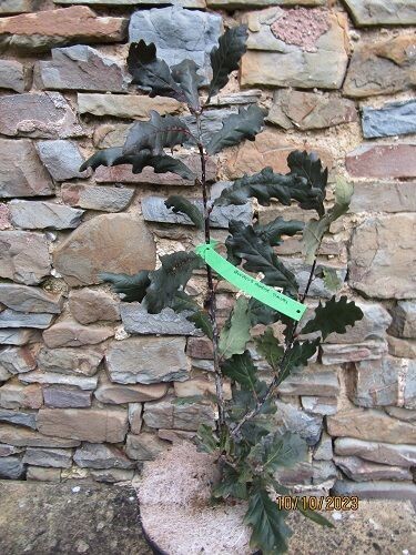 Quercus robur 'Timuki'  4L  70-80cm