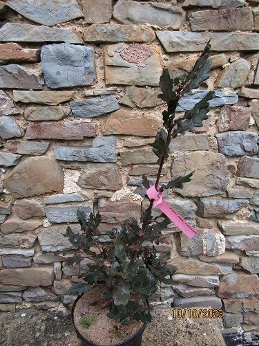 Quercus robur 'Purpurascens'  70-80cm