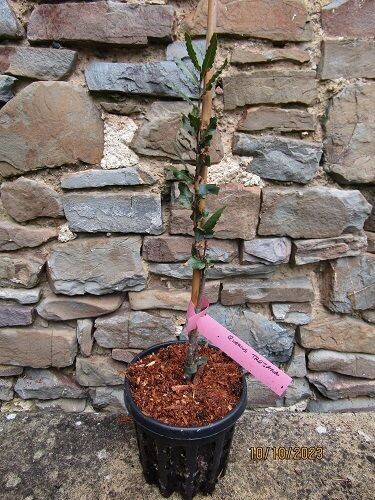 quercus trojana, Macedonian oak 50-60cm, POA