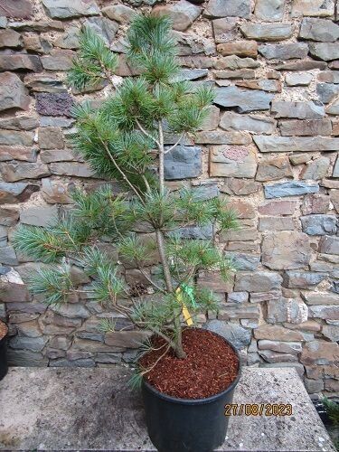 Pinus parviflora blue angel 15L 105-115cm EXACT ITEM OFFER