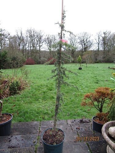 Cedrus libani Horstmanns silberspitz, 7.5L 130-140cm