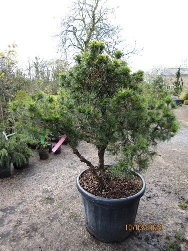 Pinus rigida, pitch pine, 80L 110-120 x120cm 20yrs  old or more multi stem specimen EXACT ITEM OFFER