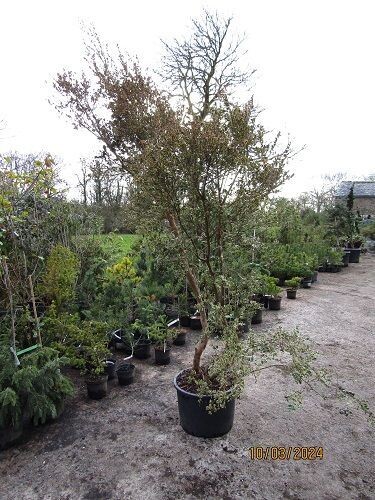 Luma apiculata glanleam gold 40L 280-300x150cm EXACT ITEM OFFER