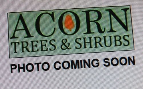 Abies concolor silver blue 115-130cm SPECIMEN, EXACT ITEM OFFER.