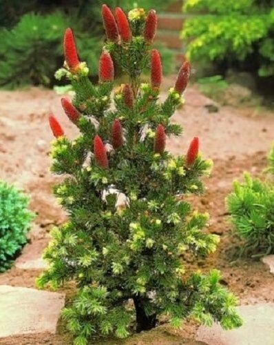 Picea pungens lucky strike 7.5L 40-45x40cm EXACT ITEM
