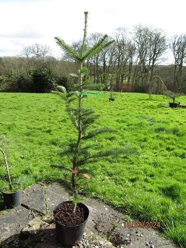 Abies sachalinensis, sakhalin/Hokkaido fir 10L 140-150cm EXACT ITEM OFFER
