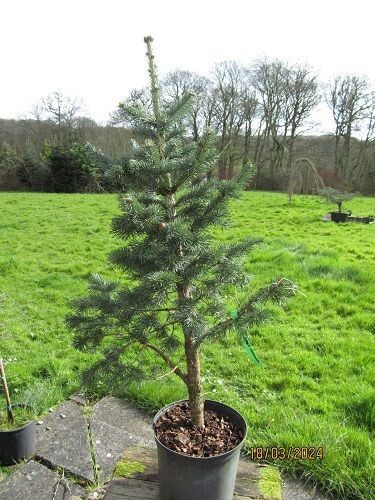 Abies lasiocarpa var. lasiocarpa, cork bark fir 55-65cm from seed