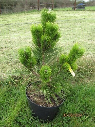 Pinus thunbergii thunderhead 10L 57-65x57cm All photos are exact item