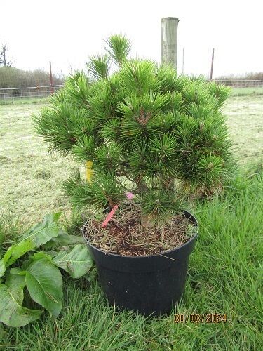 Pinus thunbergii maijima 15L 50-60x55cm EXACT ITEM