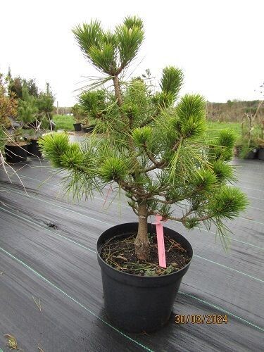 Pinus thunbergii banshosho 65-75x60cm EXACT ITEM OFFER