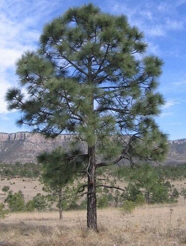 Pinus engelmannii, 10L, 35-40cm (31cm to the bud tip)