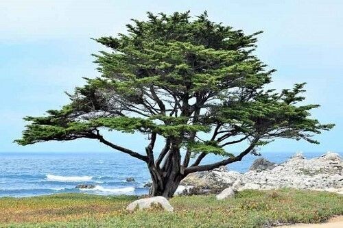 Cupressus macrocarpa 100-120cm feathered whip