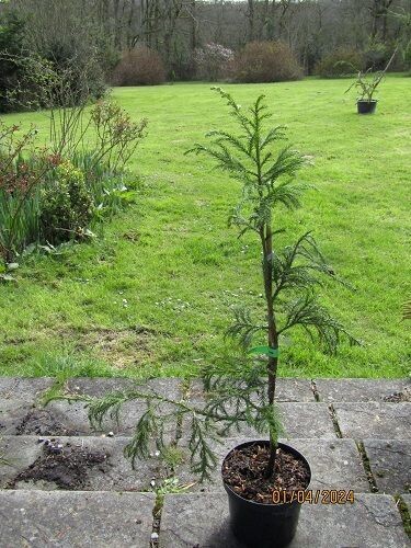 Cryptomeria japonica 80-90cm