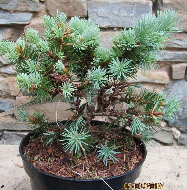 Pseudotsuga menziesii bila lhota 3L 20-25cm