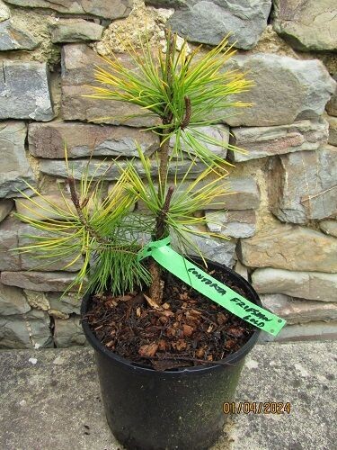 Pinus contorta frisian gold 25-30cm