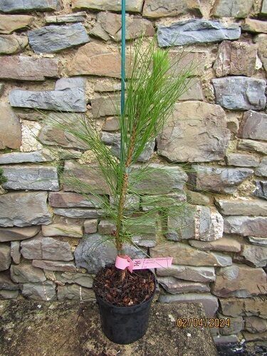 Pinus yunnanensis @80cm, from seed