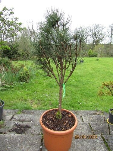 Pinus nigra rondello, 12L 90-100cm