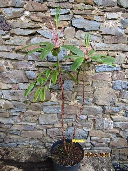 Rhododendron King George loderi 90-100cm EXACT ITEM MAIN PICTURE