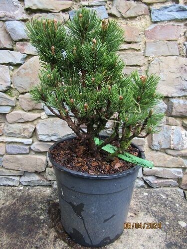 Pinus mugo picobello 7.5L 33-35cm, EXACT ITEM PHOTO