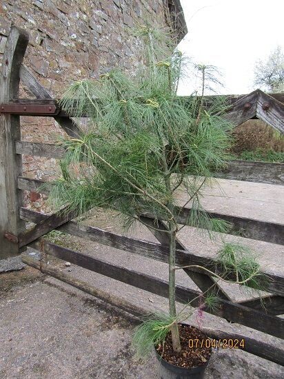 Pinus armandii 10L 140-150cm
