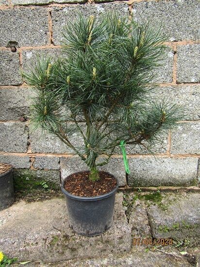 Pinus flexilis cessarini blue 12L 80-90x65cm EXACT ITEM OFFER