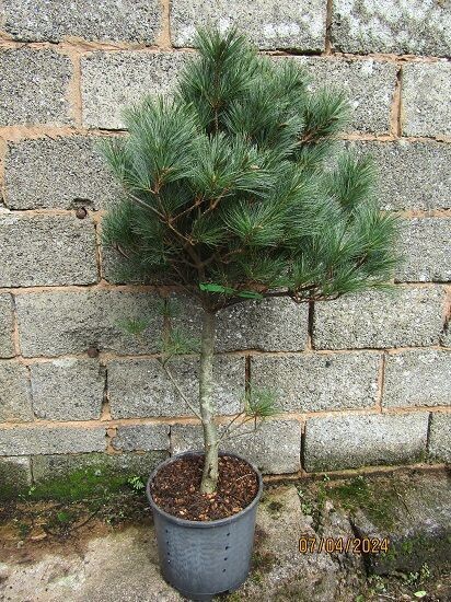 Pinus strobus radiata 15L 115-125x90cm EXACT ITEM OFFER, this is not a top graft