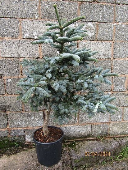 Abies procera glauca prostrata 25L 130-140x110cm potted,EXACT ITEM OFFER, 20yrs plus