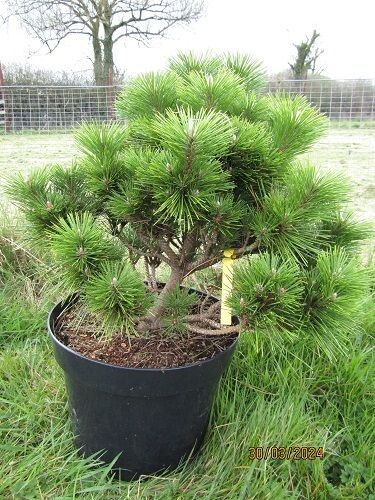Pinus thunbergii sayonara,  Japanese black pine, 15L  45-50x50cm