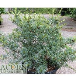 Pinus parviflora ko-ku-ho 10L 35-40x40-50cm, bushy, EXACT ITEM ADDITIONAL PHOTO