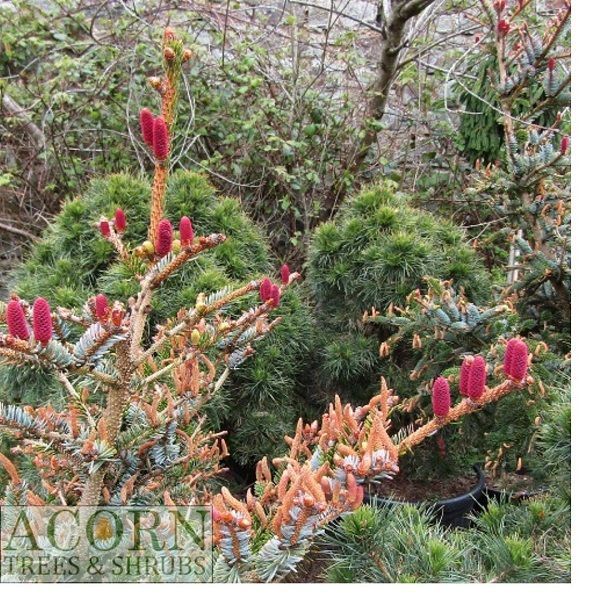 Picea jezoensis, yeezo spruce 65L 115-125x100cm iro 25yrs old EXACT ITEM PHOTOS