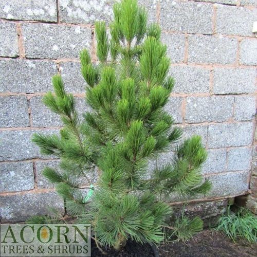 Pinus heldreichii, Bosnian pine 30L 135-145cm EXACT ITEM OFFER