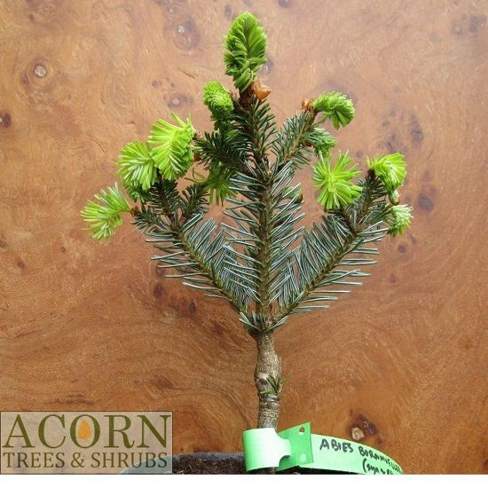 Abies bornmuelleriana 20-25cm
