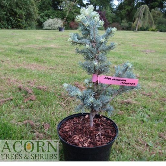 Abies lasiocarpa argentea 5L 40-50cm