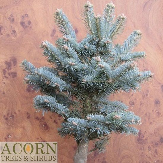 Abies lasiocarpa arizonica micolas 7.5L 55-65cm
