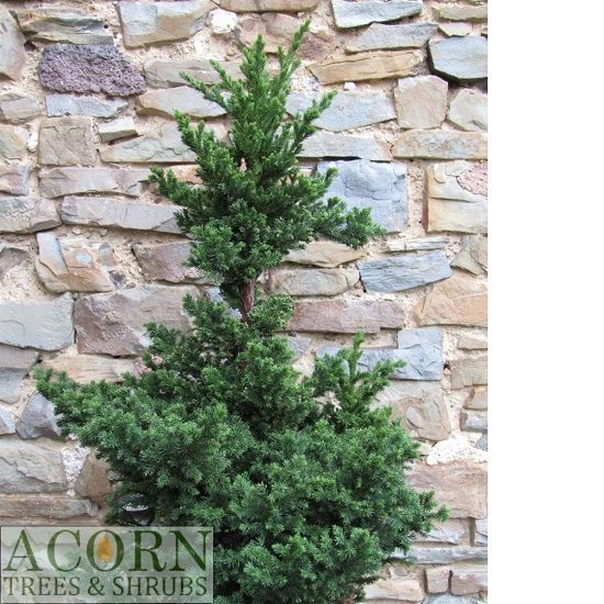 Cryptomeria japonica pipo 10L 60-70cm