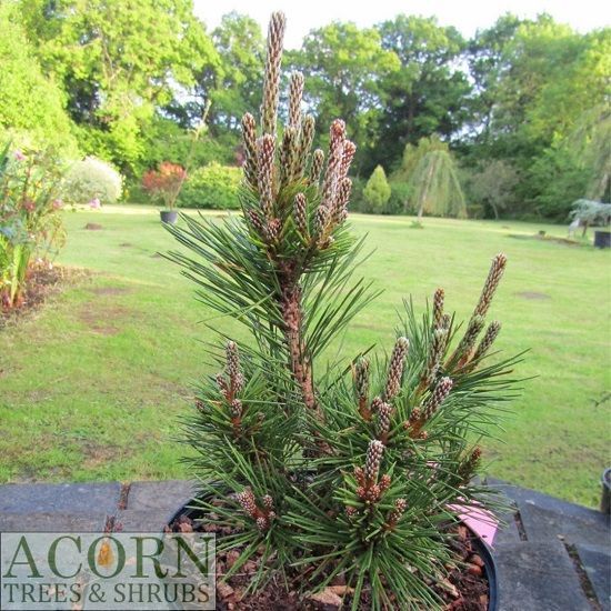 Pinus thunbergii shio guro 7.5L 35-40cm